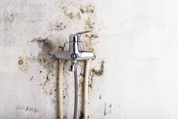 Professional Mold Removal in Ruidoso Downs, NM