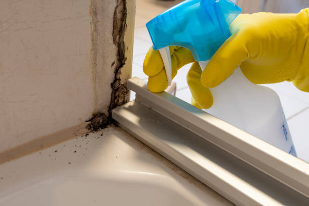 Best Residential Mold Removal  in Ruidoso Downs, NM
