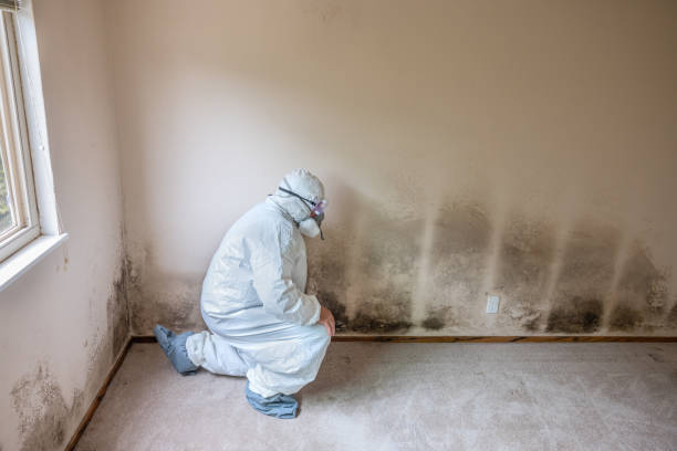 Best Professional Mold Removal  in Ruidoso Downs, NM